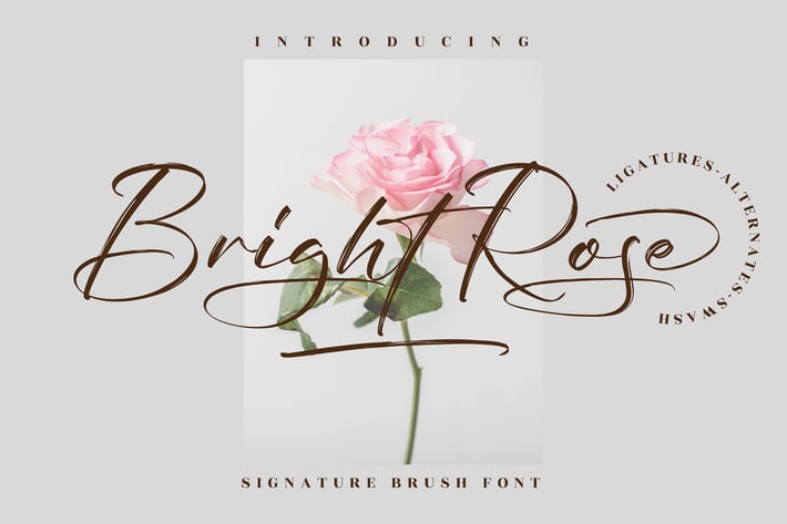 Bright Rose Signature Brush Font