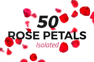 50 Isolated Red Rose Petals