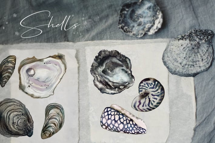 Watercolor ocean shells illustrations set