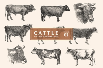 Cattle - Vintage Illustrations Vol. 2