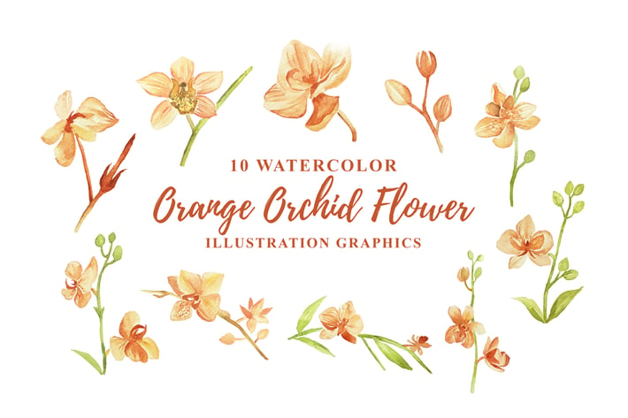  10 Watercolor Orange Orchid Flower Illustration