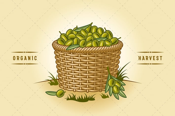 Retro Basket Of Olives