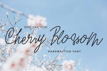 Cherry Blossom