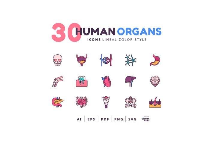 30 Icons Human Organs Lineal Color Style
