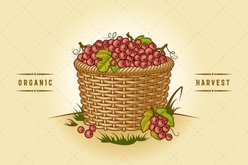Retro Basket Of Grapes