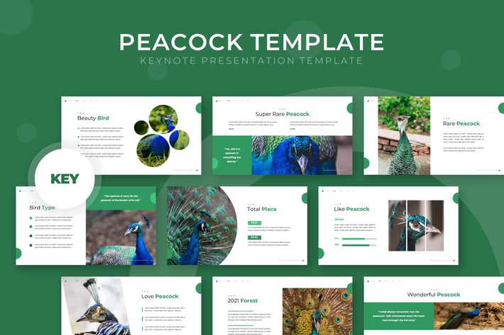 Peacock - Keynote Template