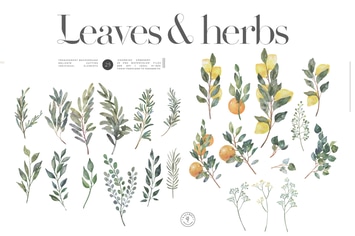 Herbs and leaves - watercolor summer kit