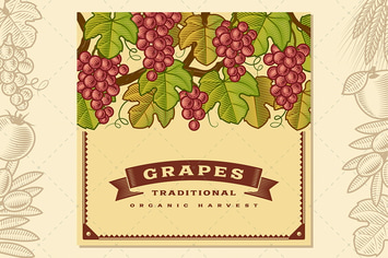 Retro Grapes Harvest Card