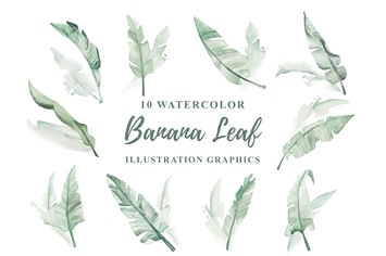 10 Watercolor Banana Leaf Illustration Graphics 