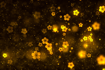 Spring Plum Blossom Background V1