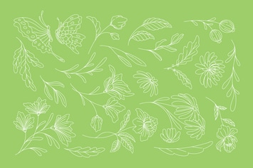 Botanical Line Illustration