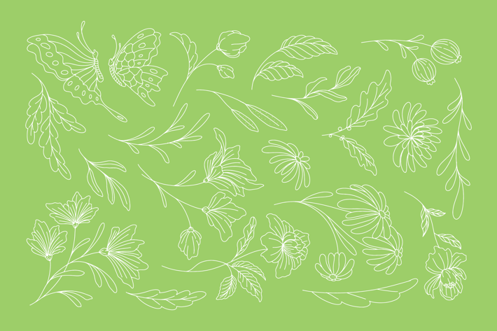 Botanical Line Illustration