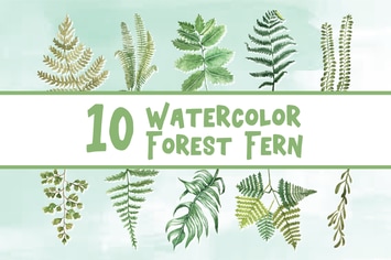 10 Watercolor Forest Fern Illustration Graphics