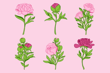 Peony Clipart