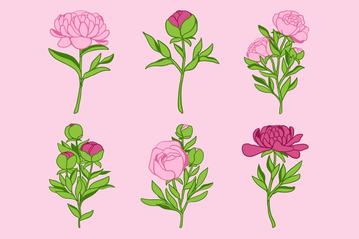 Peony Clipart