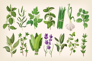 Common Herbs