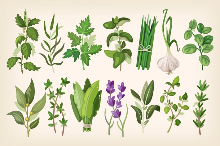 Common Herbs