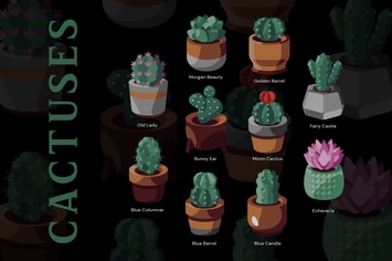 Cactuses