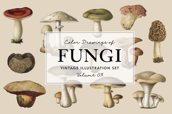 Fungi Vol. 3 - Vintage Illustrations 