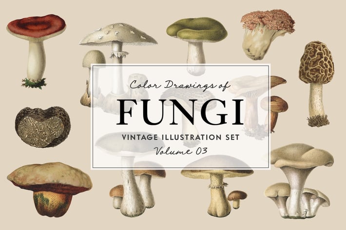 Fungi Vol. 3 - Vintage Illustrations 