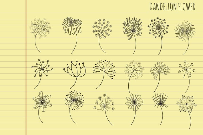 Dandelion Flower Hand Drawn