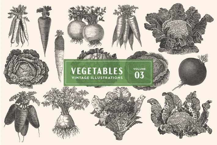Vintage Vegetable Illustrations Vol. 3