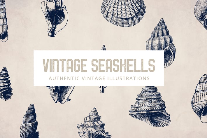 135 Seashell Illustration Collection