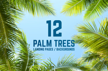 12 Palm Trees Against Blue Sky Backgrounds