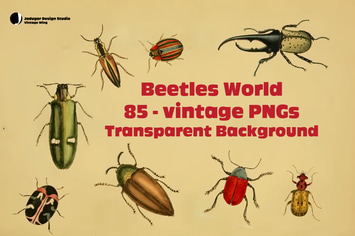Beetles- 85Vintage PNGs