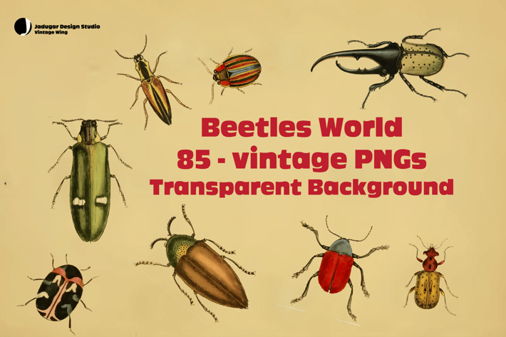 Beetles- 85Vintage PNGs