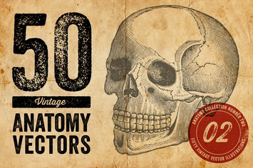 Vintage Anatomy Vectors