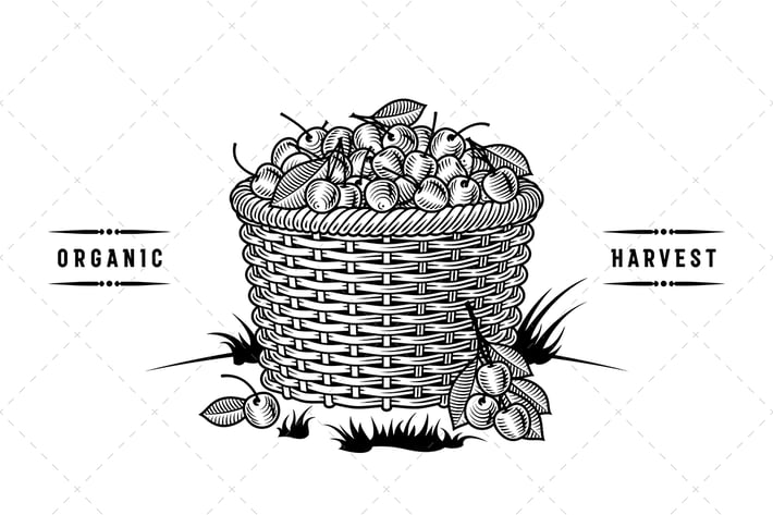 Retro Basket Of Cherries Black And White