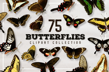 75 Vintage Butterfly Graphics