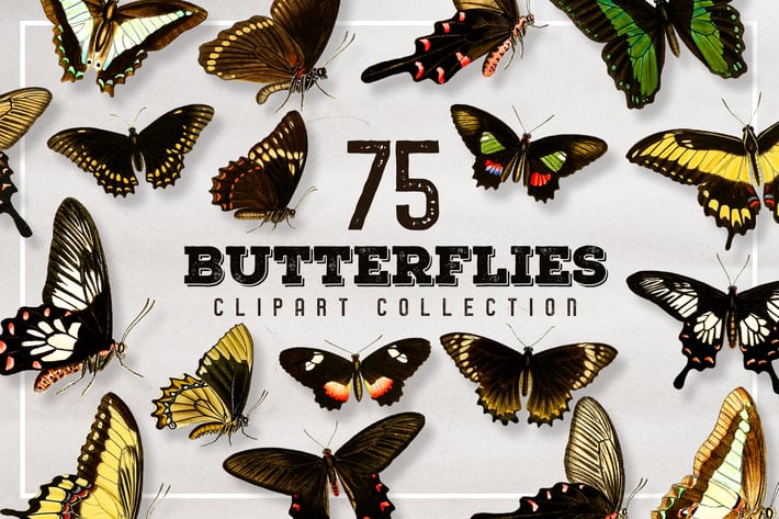75 Vintage Butterfly Graphics