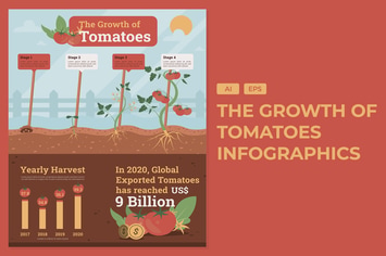 The Growth Of Tomatoes - Agriculture Infographics