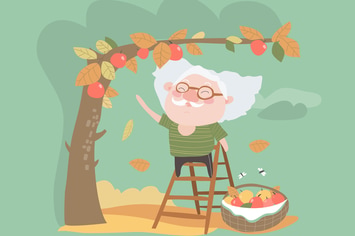 Grandfather collects the harvest of apples. Vector