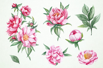 Watercolor Peonies Clipart