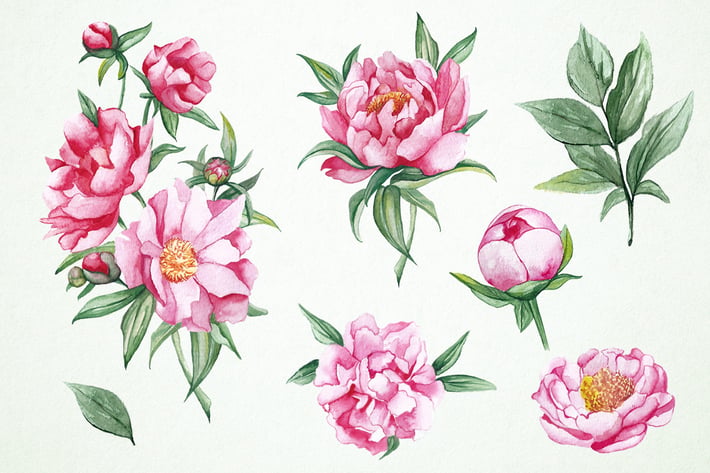 Watercolor Peonies Clipart