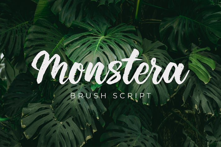 Monstera