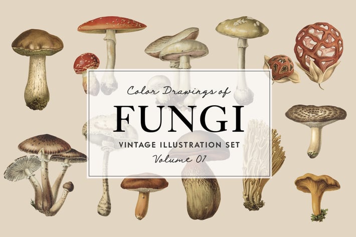 Fungi Vol. 01 - Vintage Illustrations