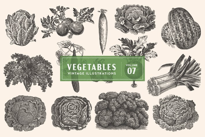 Vintage Vegetable Illustrations Vol. 7