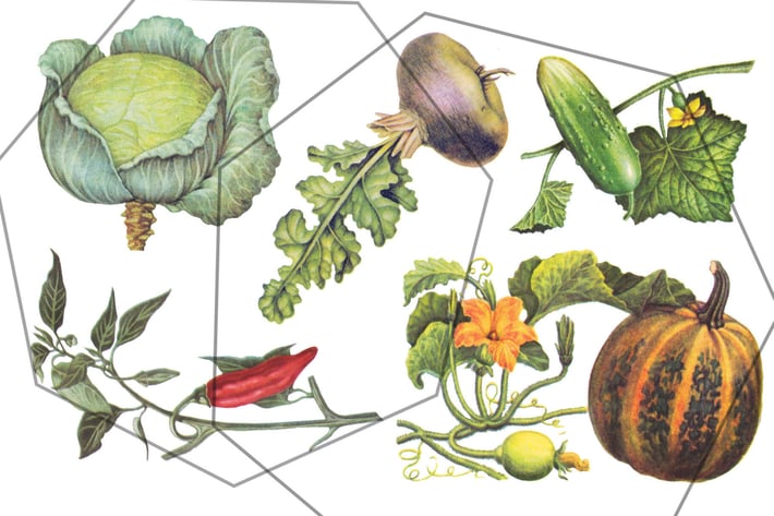 Autumn vegetables vintage set