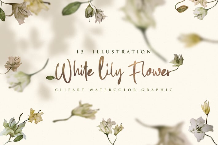 15 Watercolor White Lily Flower Illustration