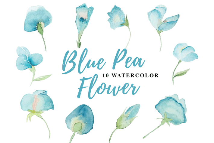 10 Watercolor Blue Pea Flower Illustration