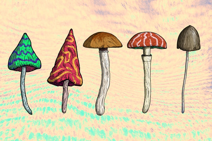 Magic Mushrooms Illustrations