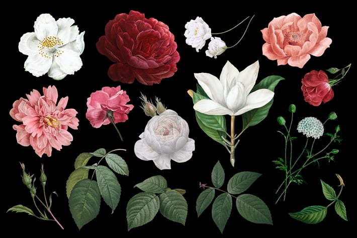 Vintage flower drawings