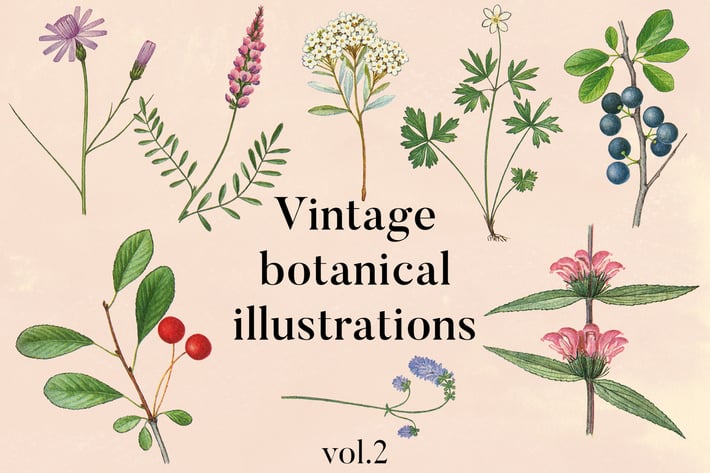 Vintage Botanical Illustrations Vol.2