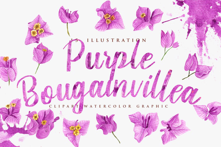 15 Watercolor Purple Bougainvillea Illustration
