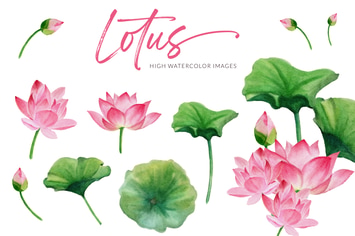 Lotus Flower Watercolor