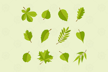 Types of Leaves - modern vector set of objects